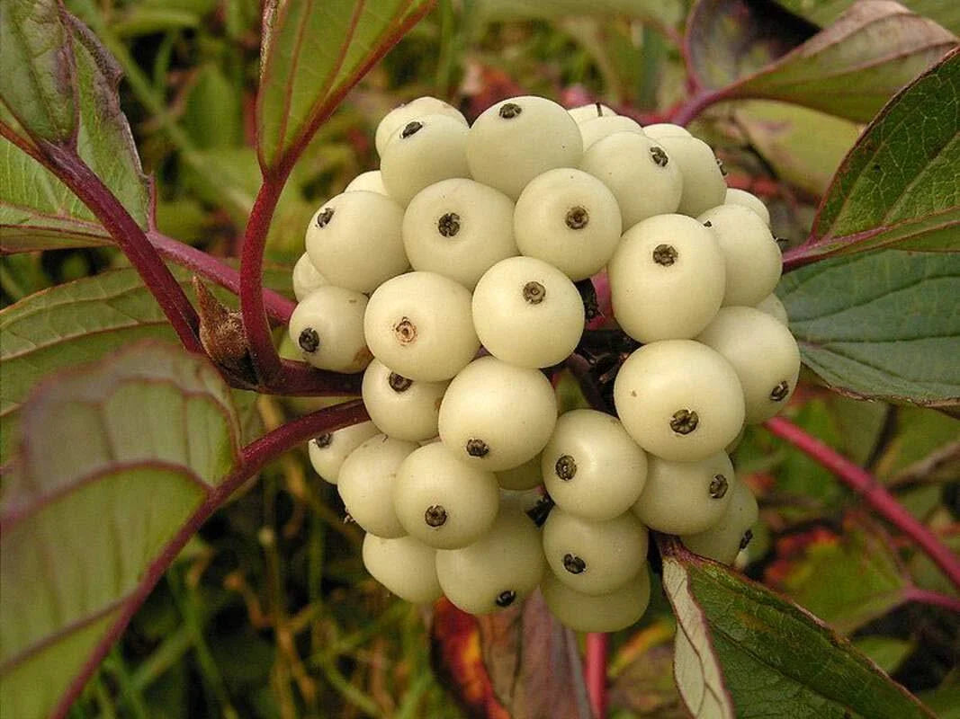 Siberian Dogwood Seeds (50 Seeds) - Cornus alba, Tatarian Dogwood, Hardy Perennial Planting Seeds