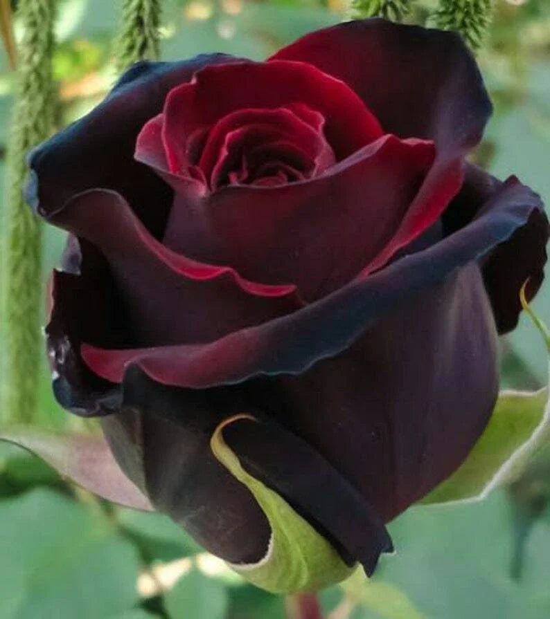 Red Black Rose Seeds - 10 Perennial Flowering Seed Pack - Rosa spp.