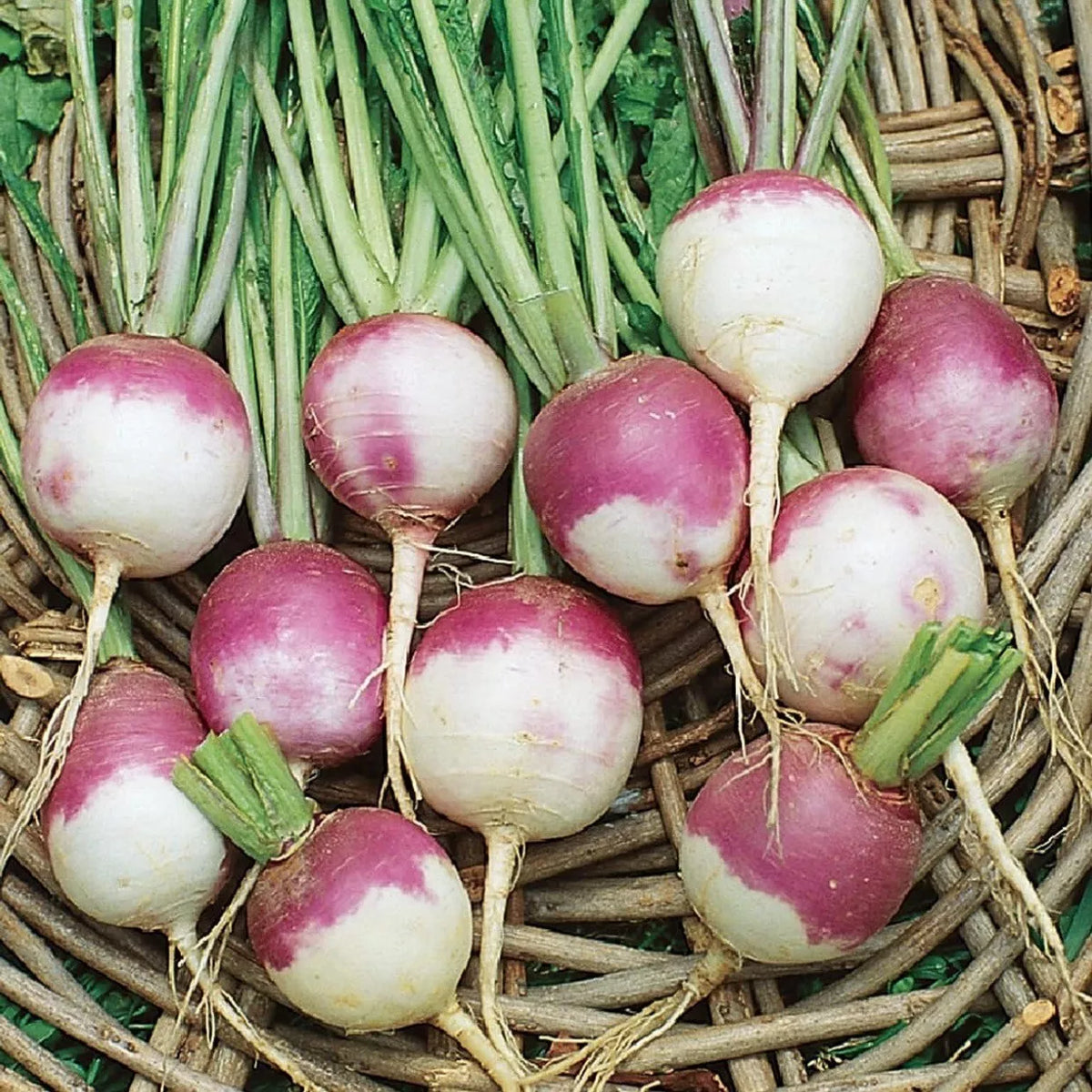 Purple Top Turnip Seeds - 5000+ Organic Heirloom Seeds - Brassica rapa - Non-GMO, High Yield Gardening Vegetables
