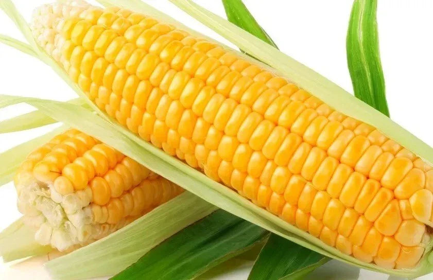 Sweet Golden Bantam Corn Seeds - 120+ Heirloom Organic Non-GMO Seeds - Fresh Corn (Zea mays)