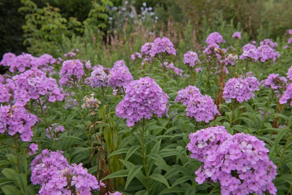 Luc's Lilac Phlox Seeds - 100+ Pack for Garden Planting - Phlox subulata - USA Grown