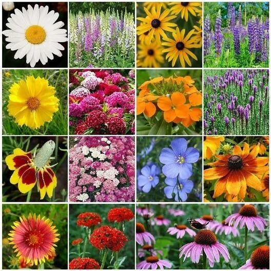500+ Wildflower Mix - All Perennial Heirloom - Non GMO Pollinator Seeds - Fresh Wildflower Blend