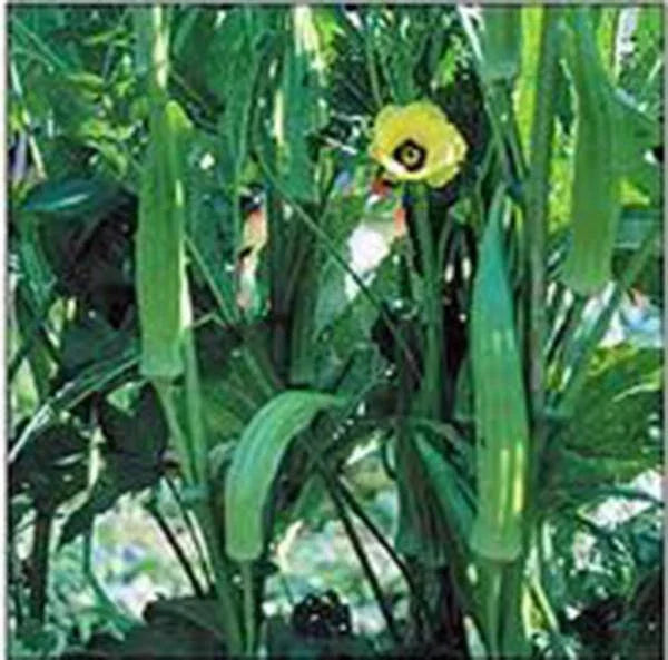 Okra Seeds, Heirloom Clemson Variety, Non-GMO, 100 Seeds, Ideal for Vegetable Gardens, Abelmoschus esculentus