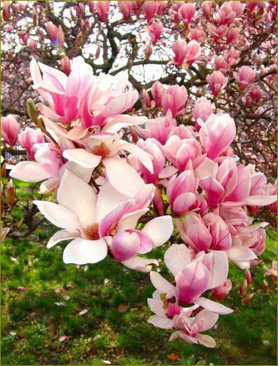 5 Flowering Chinese Magnolia Seeds - Fragrant Tulip Tree - Liriodendron tulipifera - US Seller