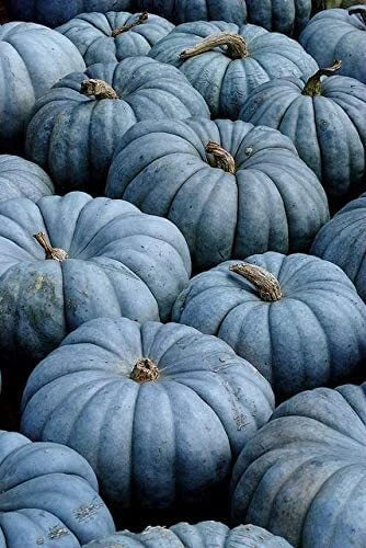 Exotic Blue Pumpkin Seeds Packet | 40 Seeds | Blue Jarrahdale Variety | Cucurbita maxima