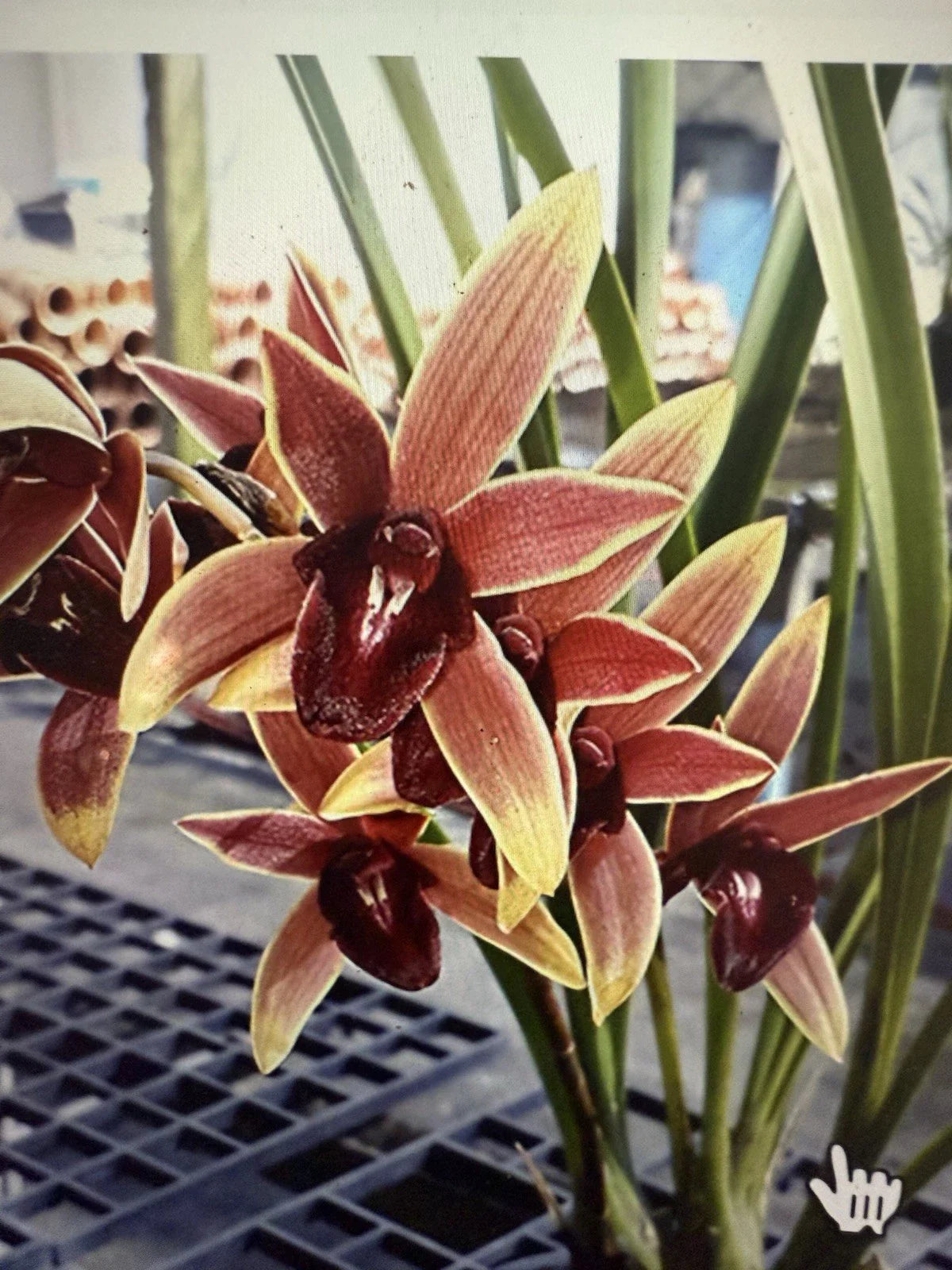 Orchid Plant 1 Bulb Aussie Dreamtime Cymbidium Bare Root - Exotic Flowering Houseplant