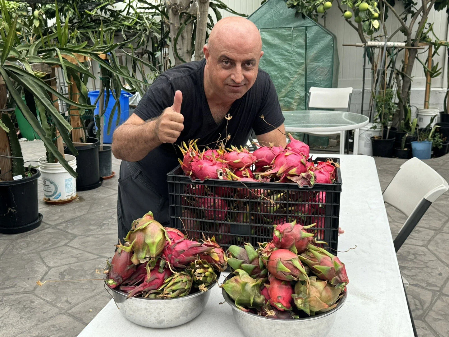 Dragon Fruit Cuttings 8-14 Inches Long - Hylocereus Undatus - Fresh Fruit Plant Starters for Home Garden