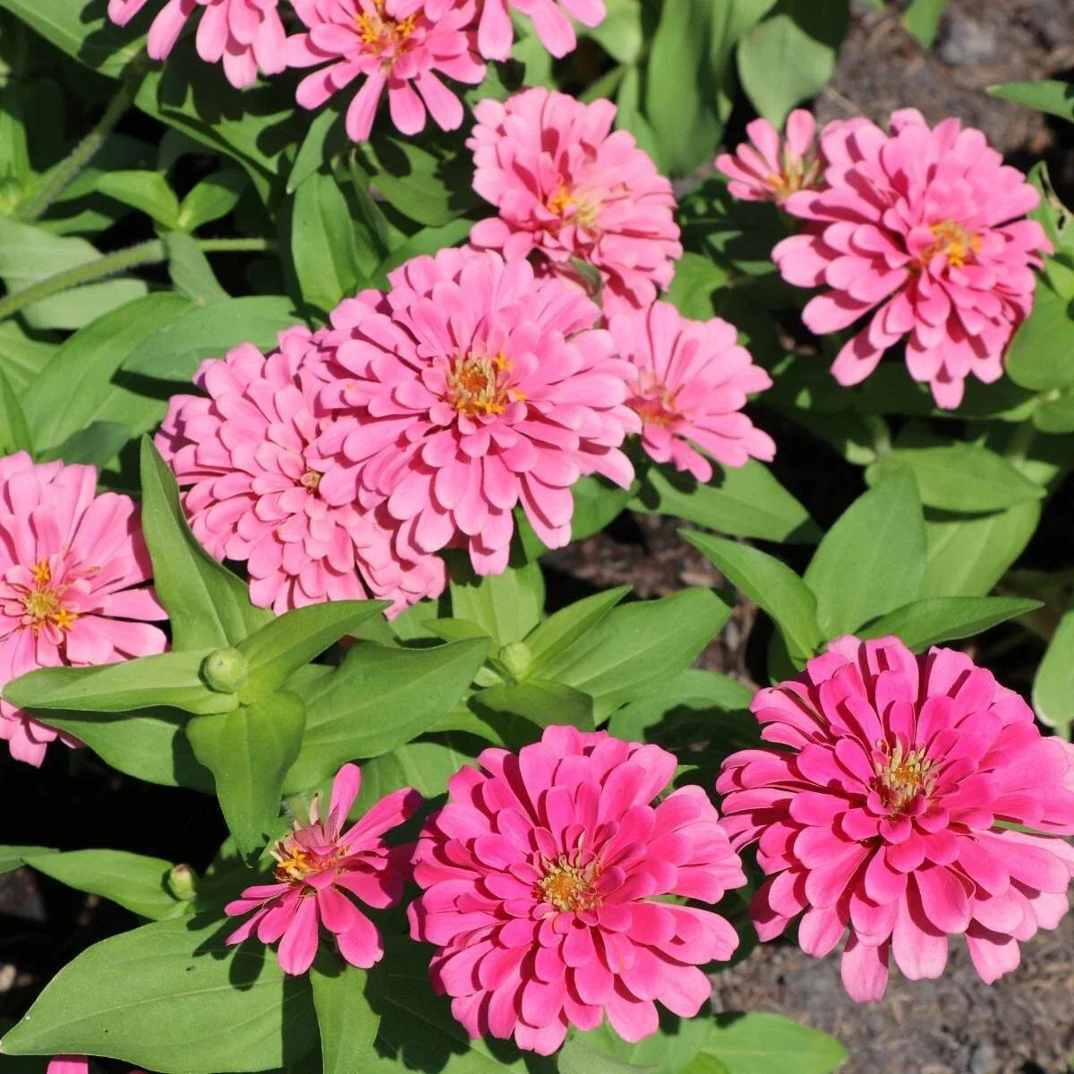 Luminosa Zinnia Seeds - 100+ Pack for Garden Planting - Colorful Annual Flowers (Zinnia elegans) - FREE SHIPPING