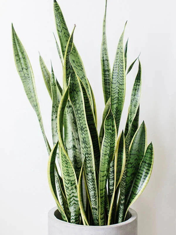 Snake Plant Clipping - Unrooted Mother-In-Law's Tongue - Sansevieria Live Plant Cuttings