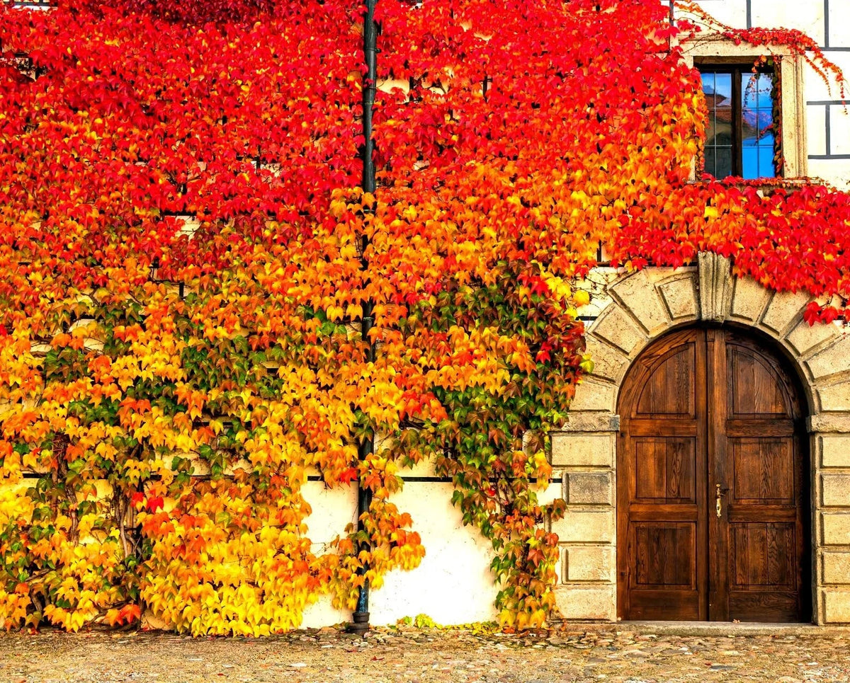 Virginia Creeper Seeds - 50+ Seeds - Parthenocissus quinquefolia - Fast-Growing Climbing Vine for Gardens