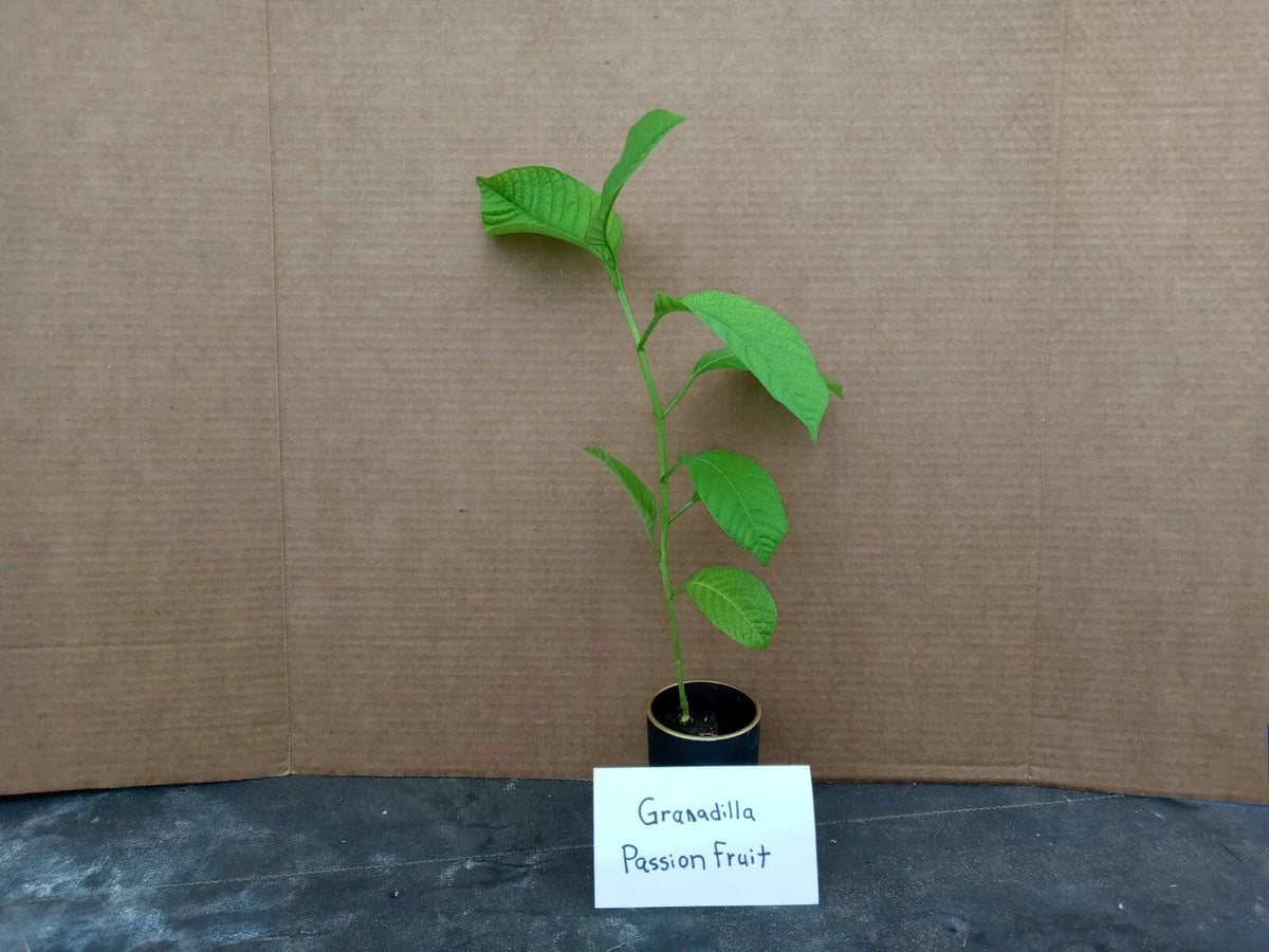 Yellow Passion Fruit Starter Plant - Passiflora Edulis - Live Plant with Free Shipping