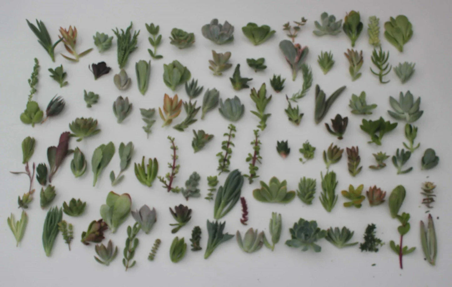 Unique Succulent Cuttings Collection - 30 Varieties - JIIMZ Succulents - Ideal for Gardening and Home Decor