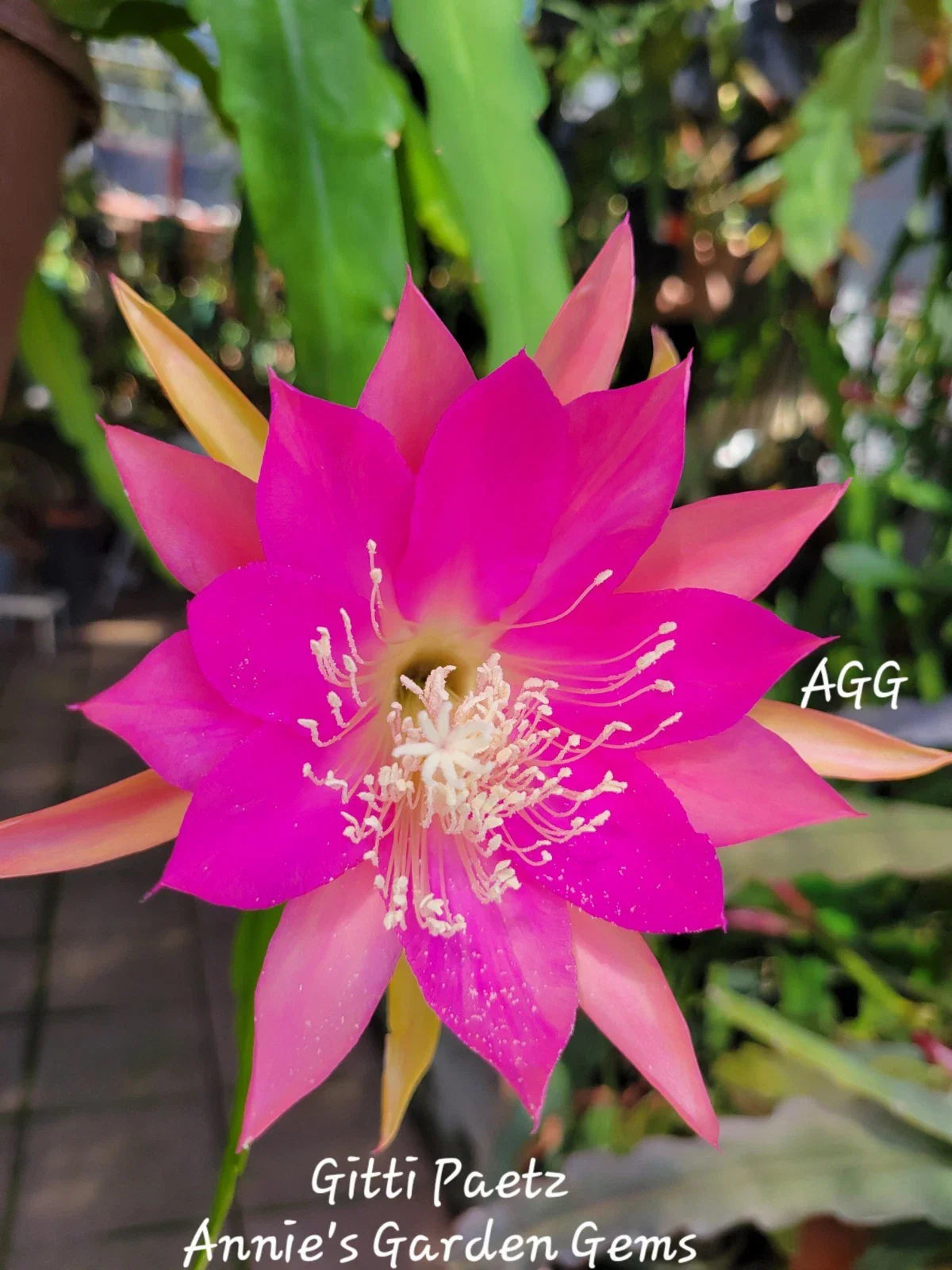 Epiphyllum Gitti Paetz Unrooted Cuttings 8-10 inches - Orchid Cactus - Unique Tropical Plant for Home Decor