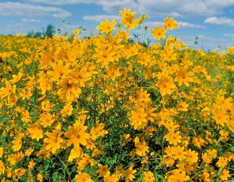 Swamp Marigold Seeds - 101+ Tickseed Native Wildflower Shrub Bush - Fast Growing, Easy Care (Caltha palustris)