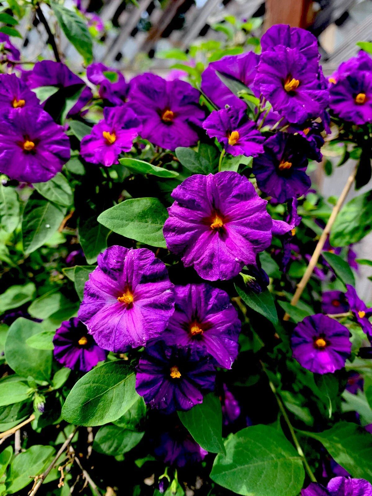 Lycianthes rantonnetii Plants - 8" Tall Kangaroo Apple, Set of 2, 4" Pot Size, Ornamental Foliage, Easy Care