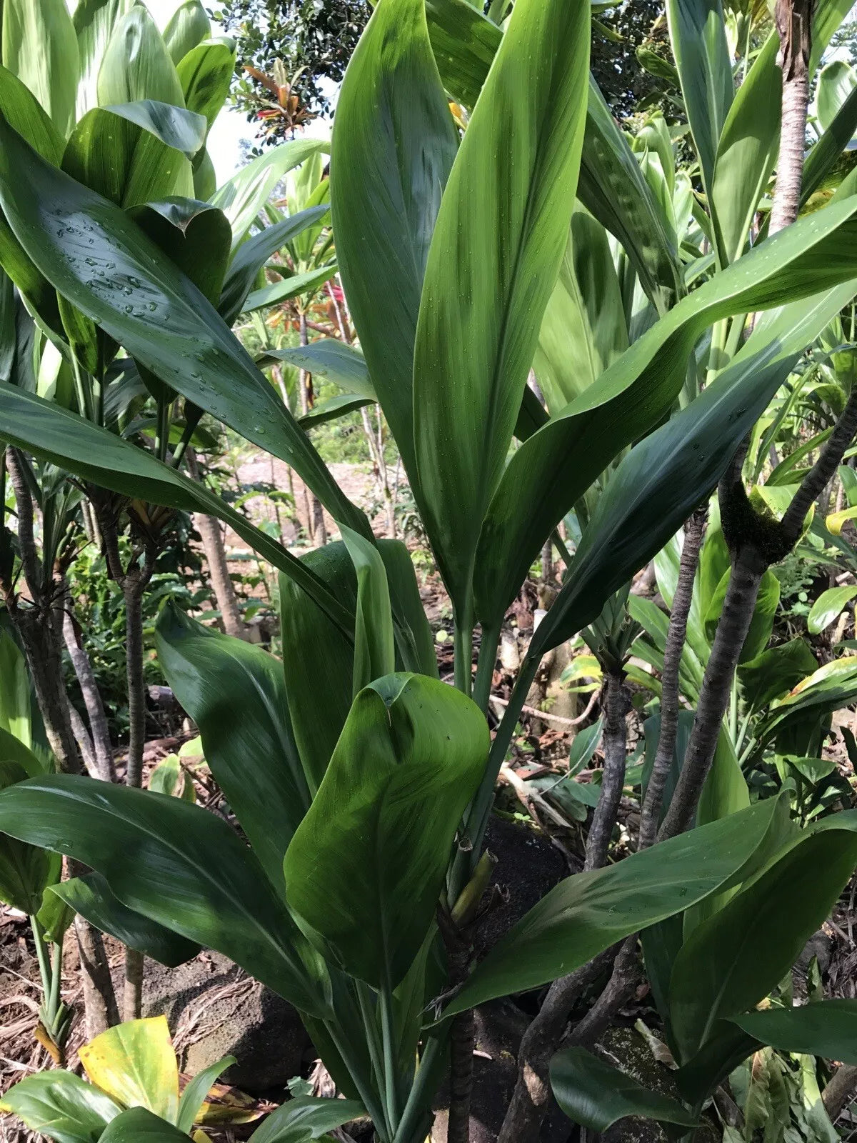 Hawaiian Green Ti Leaf Cuttings 6 Inch Starter Logs x3 - Cordyline fruticosa - Freshly Cut from Holualoa, Big Island