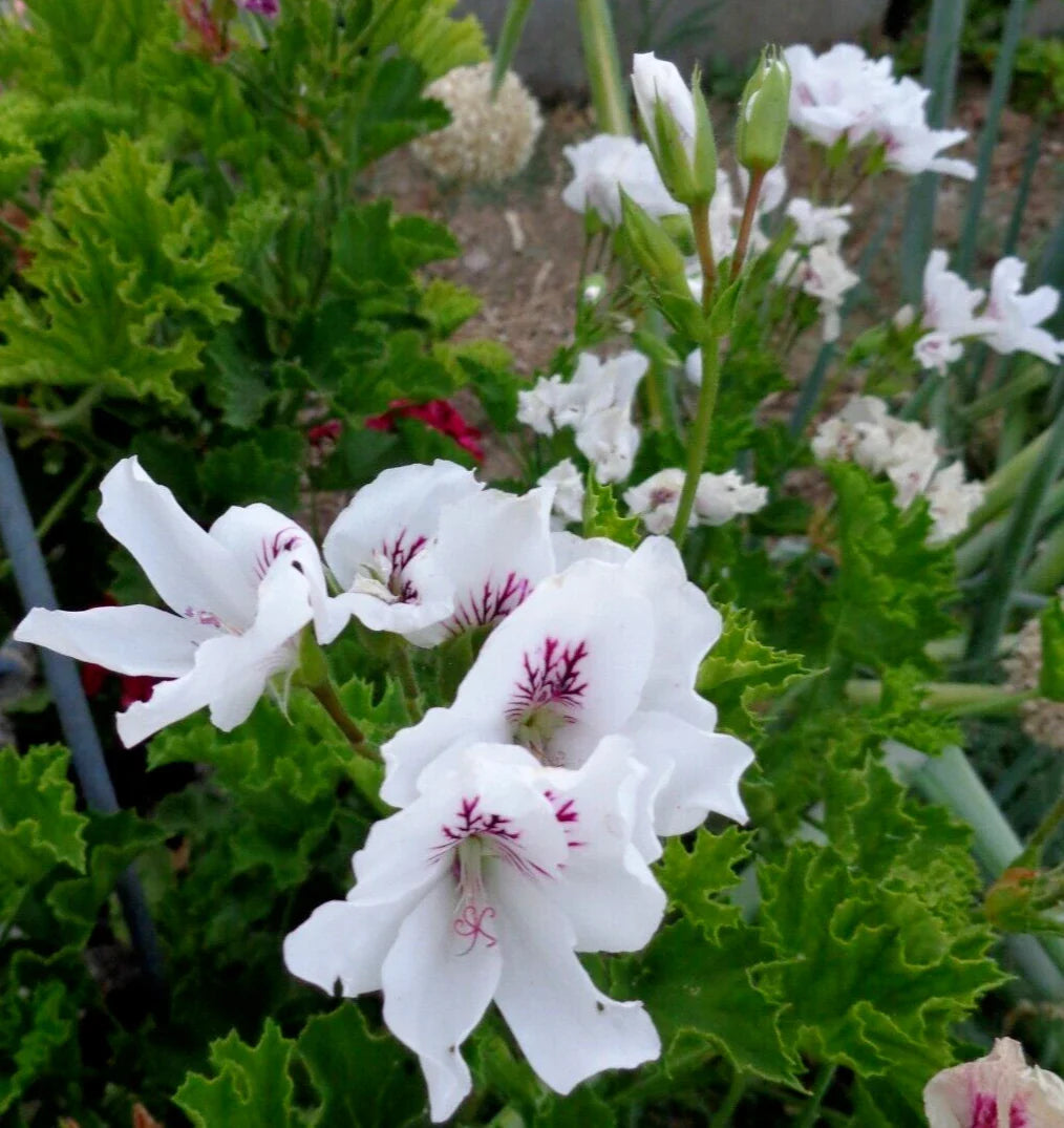 Fancy Regal Geranium Cuttings - White & Purple Pelargonium - 3 x 6" Plant Cuttings - Perfect for Indoor Gardening