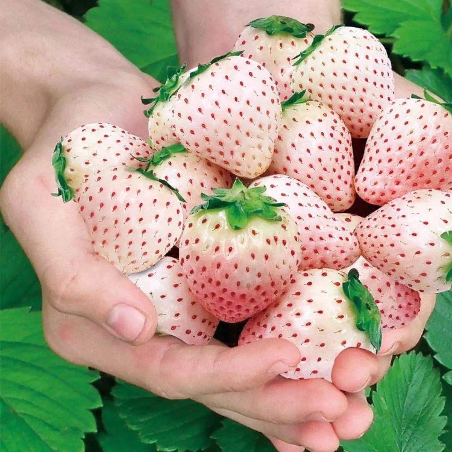 Rare Milk Strawberry Seeds - 200pcs Non-GMO Perennial Herb - Fragaria vesca