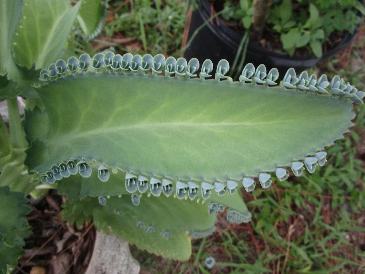Mother of Thousands Plant with 30 Pups, Kalanchoe daigremontiana, Succulent for Home Garden, Indoor Plant