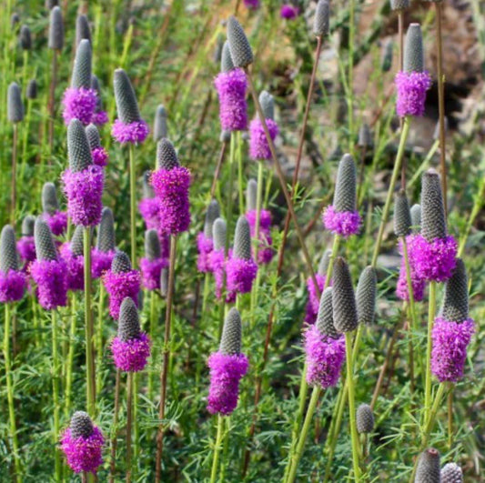 Purple Prairie Clover Seeds - Native Wildflower Perennial - FREE SHIPPING - Dalea purpurea - USA Grown