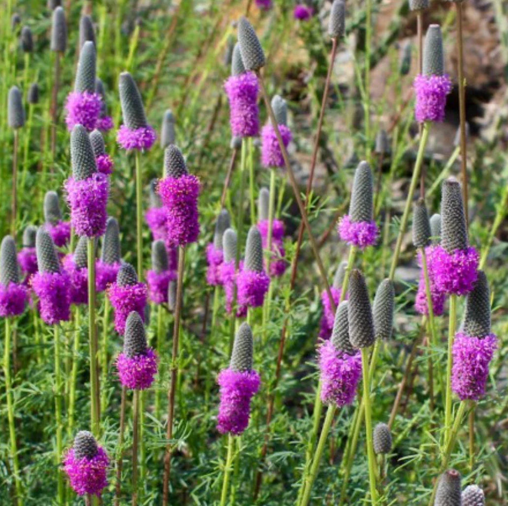 Purple Prairie Clover Seeds - Native Wildflower Perennial - FREE SHIPPING - Dalea purpurea - USA Grown