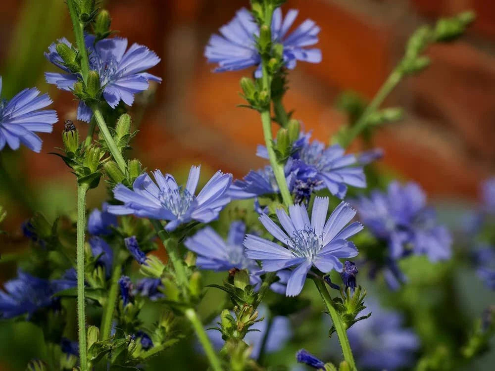 Chickroy Wildflower Seeds - 2,000 Count - Native Pollinator Mix - Ideal for Gardens and Landscapes - (Chickory)