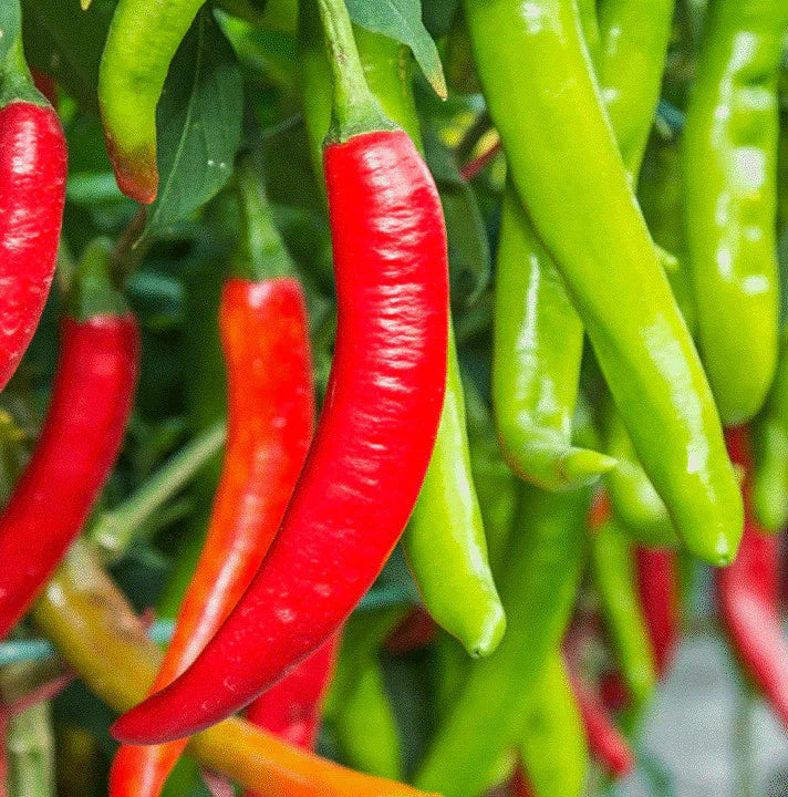 Large Red Thick Cayenne Pepper Seeds - 5,000 Scoville Spicy Variety - Ideal for 2025 Planting, Capsicum annuum