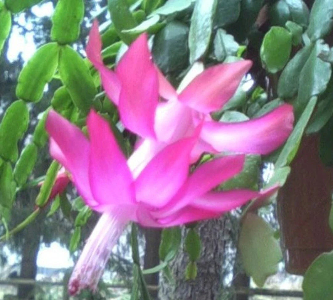 Christmas Cactus Plant 3 Per Pot Old Fashioned Pink Schlumbergera × buckleyi