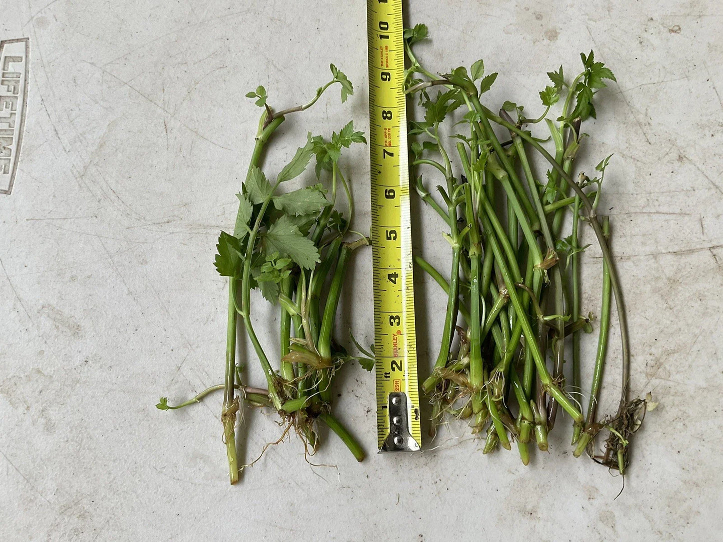 12 Bare Roots Oenanthe javanica, Minari, Water Dropwort, 水芹菜 - Fresh Culinary Herb for Gardens and Cooking