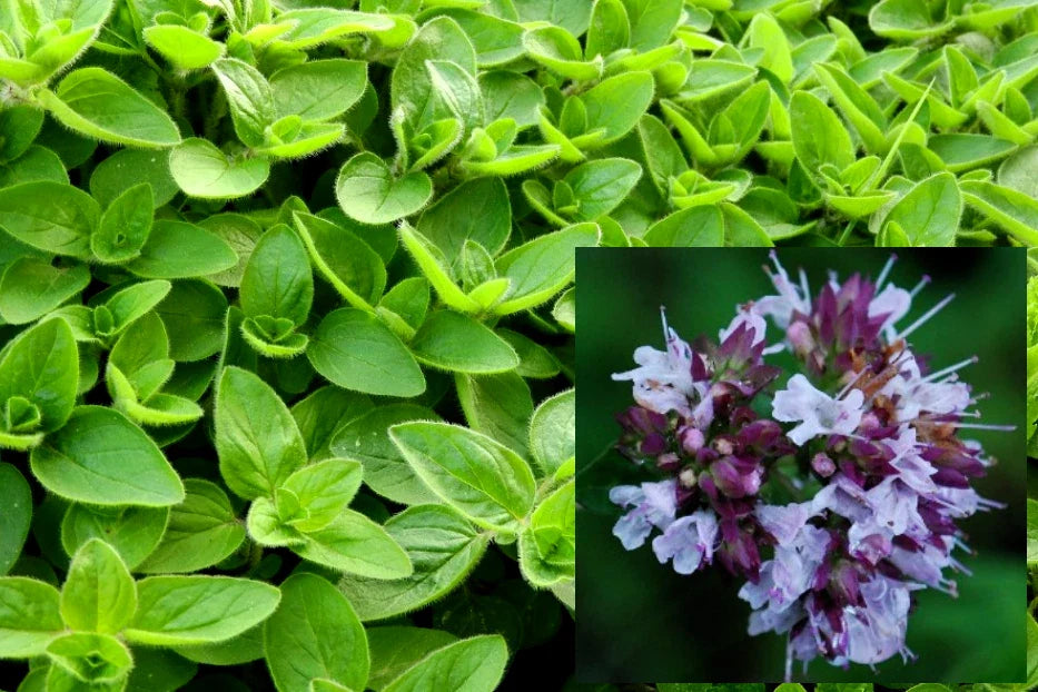 Sweet Marjoram Seeds - 200+ Organic Non-GMO Seeds (Origanum majorana) - 2024 USA Harvest