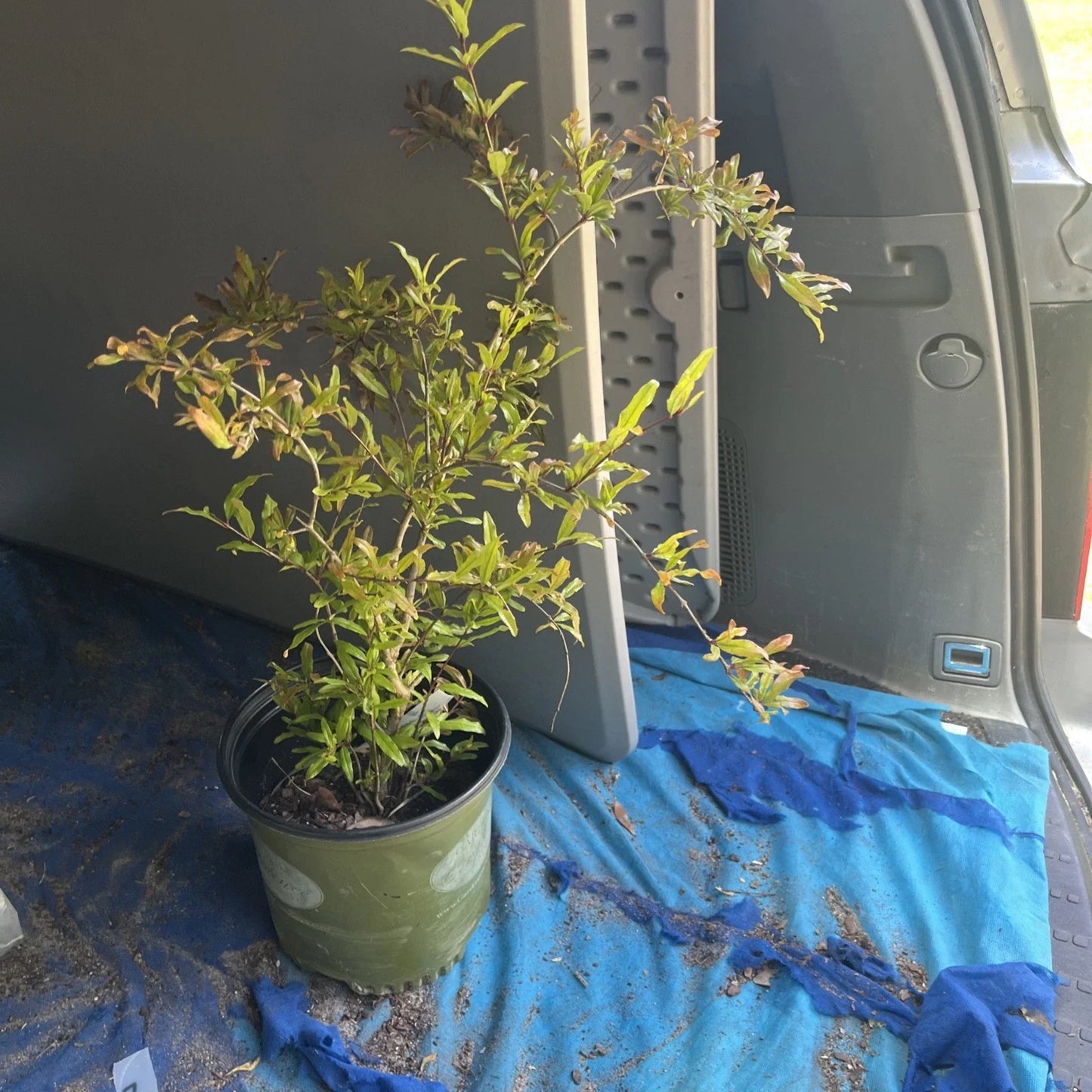 Live Pomegranate Tree - Strong Rooted Plant - Punica granatum - Healthy Indoor/Outdoor Fruit Tree