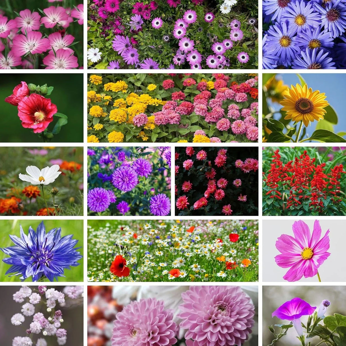 Premium Wildflower Seeds Mix - 20,000+ Non-GMO Annual & Perennial - 15+ Varieties for Gardens - Eco-Friendly Planting