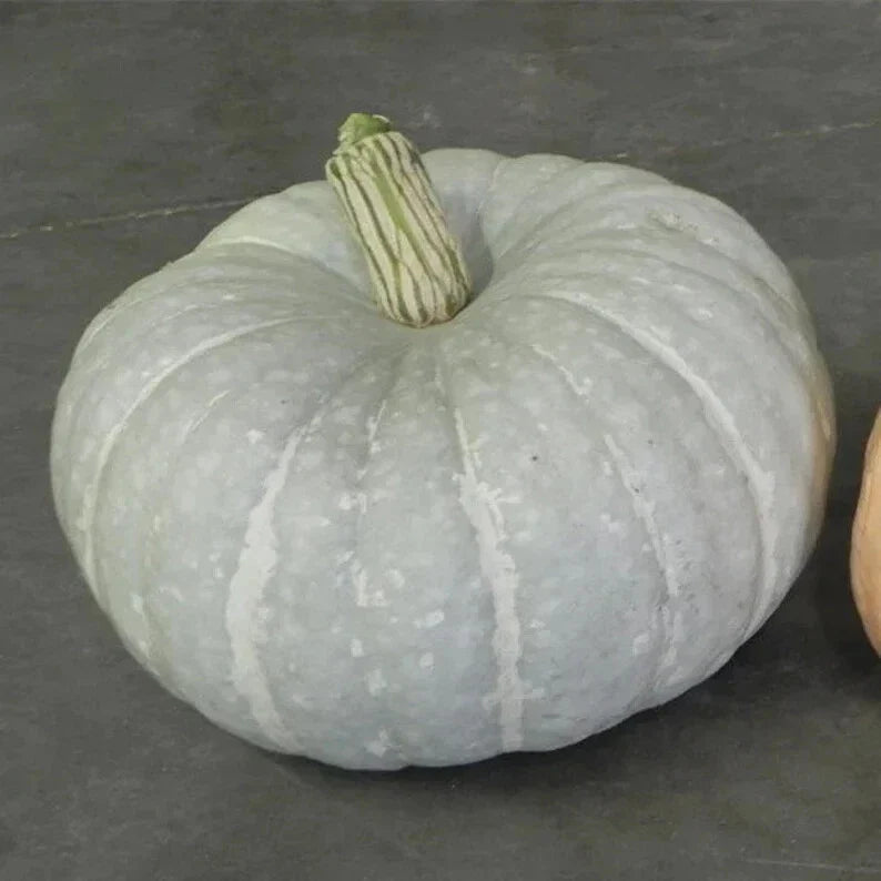 Silver Moon Pumpkin Seeds - 10 Organic Seeds - Cucurbita pepo - USA Grown, Free Shipping
