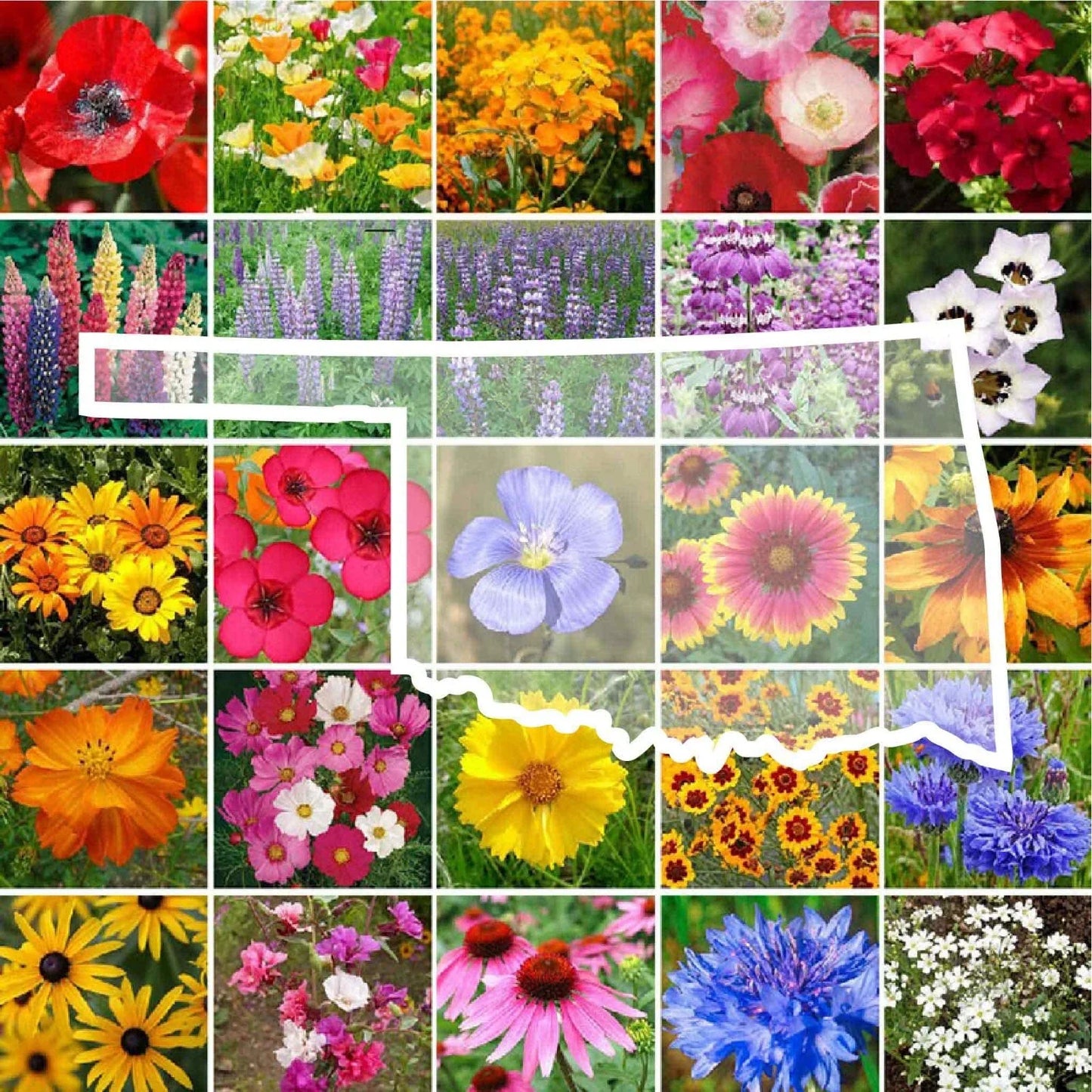 Oklahoma Wildflower Seed Mix - Non-GMO Perennials & Annuals - 1000 Seeds - Native Flower Varieties for USA Gardens