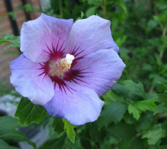 Blue Bird Hibiscus Live Plant 1 QT - Hibiscus syriacus 'Blue Bird' - Rose of Sharon - Vibrant Violet-Blue Flowers