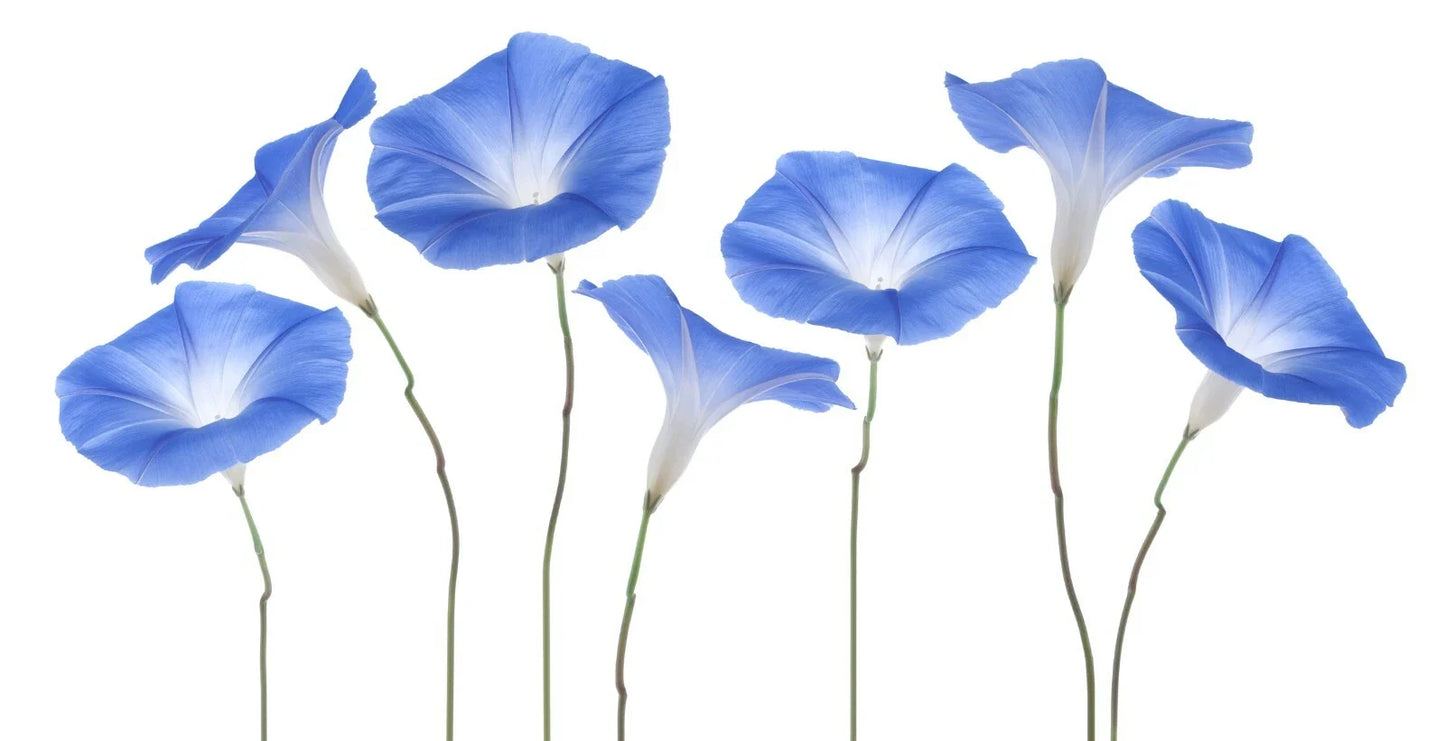 Exotic Morning Glory Flowering Vine Seeds - 50 Seeds - Purple Blooms - Ipomoea tricolor