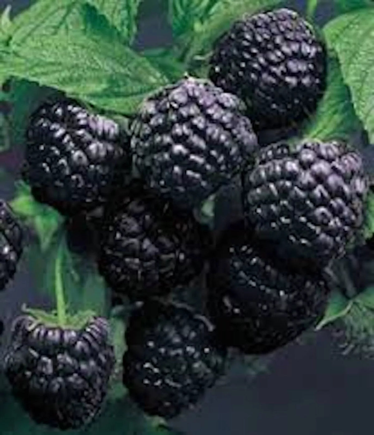 Cumberland Black Raspberry Plants - 3 Bare Root, 1-2 Year Old, Rubus occidentalis, Disease-Resistant, Sweet-Tart Flavor