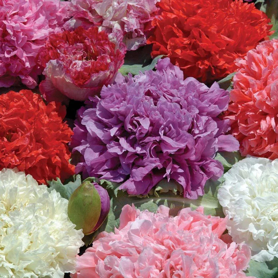 Poppy Peony Double Mixed Seeds, 100 Count, Beautiful Flowers, Papaver paeoniflorum