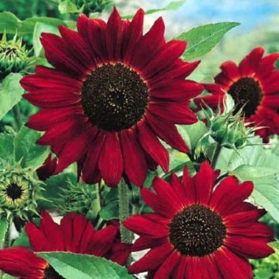Red Sunflower Seeds - 50 Fresh Seeds - Helianthus annuus - Vibrant Red Blooms for Garden Planting