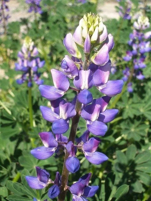 Hollowleaf Annual Lupine Seeds - Arroyo & Succulent Variety (Lupinus succulentus) - 10 Seeds