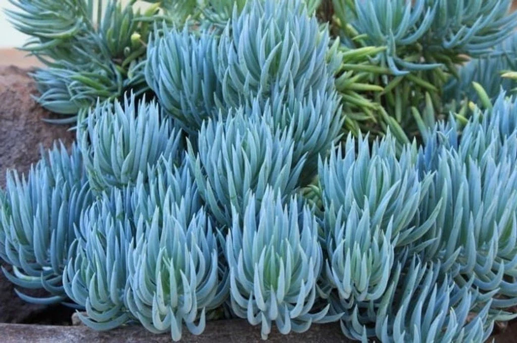 Blue Chalk Sticks Plant Cutting - Healthy Rare Succulent - Senecio mandraliscae - Easy Care Live Plant