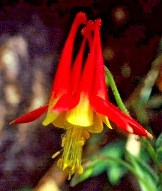 Western Red Columbine Seeds, 200 Count, Aquilegia Formosa, Sitka Columbine, Native Wildflower Seeds