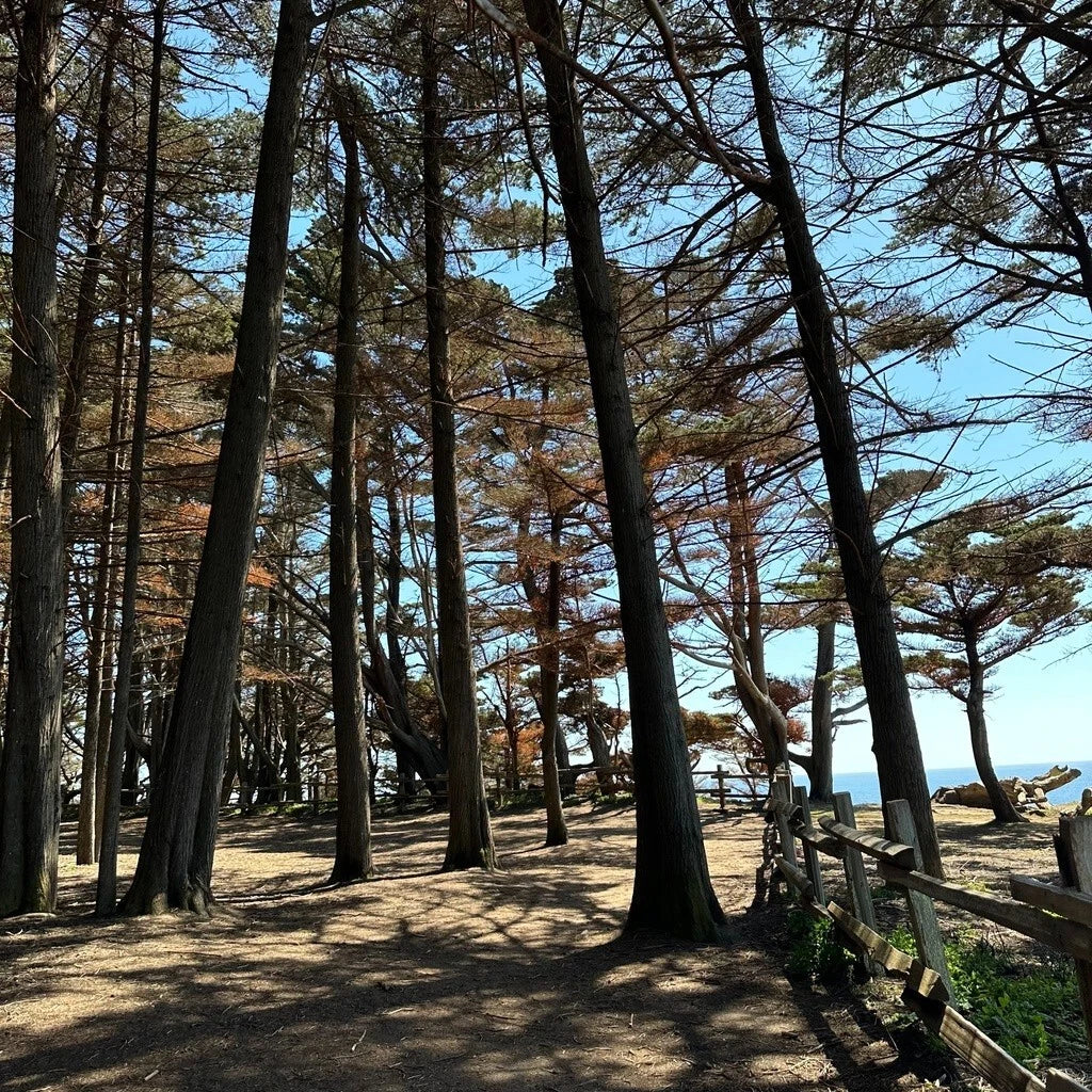 Monterey Cypress Tree Seeds - 100+ Cupressus macrocarpa - Ideal for Bonsai Cultivation