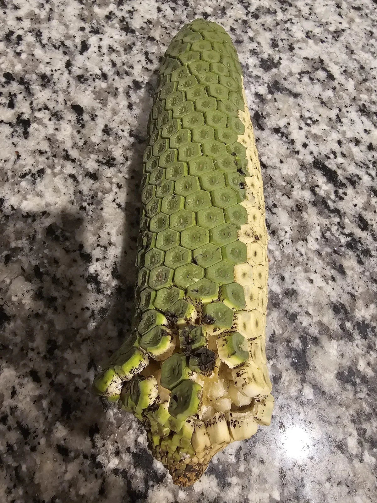 Rare Monstera Deliciosa Fresh Tropical Fruit, Pineapple-Banana Flavor, Unique Exotic Edible Plant, Monstera deliciosa