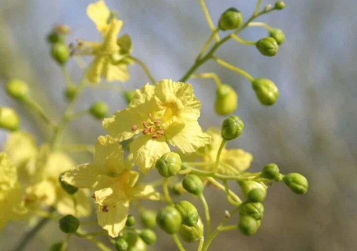 20+ Seeds Blue Palo Verde, Parkinsonia Florida, Green Trunk Drought-Tolerant Plant for Gardens