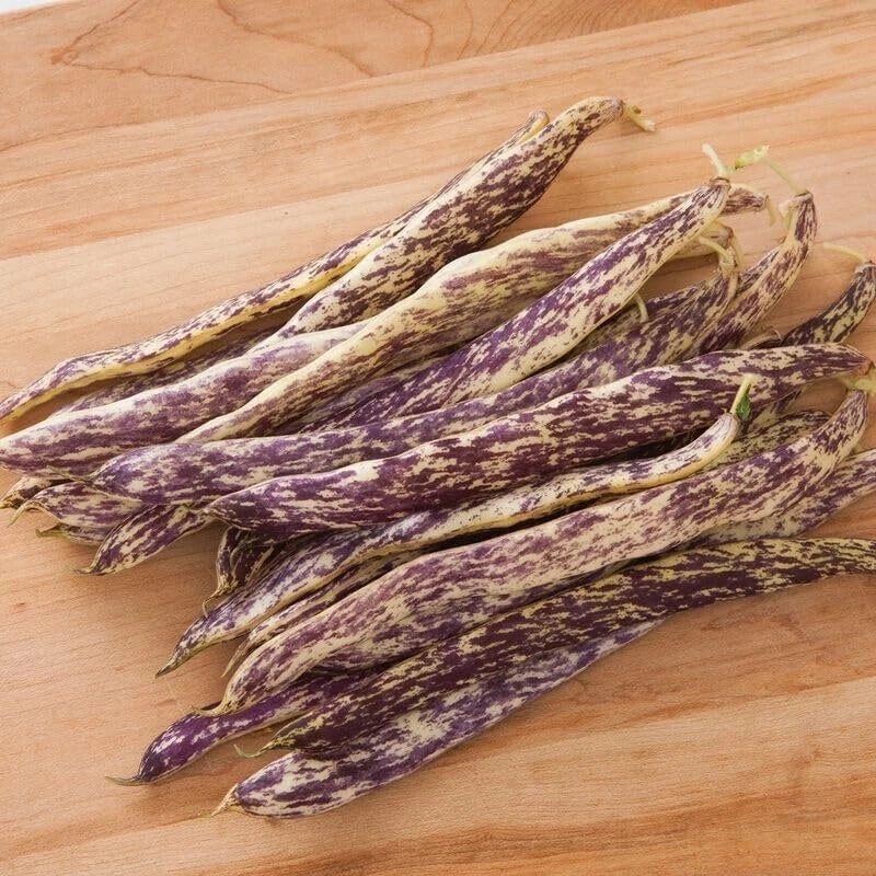 Dragon's Tongue Bean Seeds - 20 Seeds - Heirloom Variety for Planting - Phaseolus vulgaris