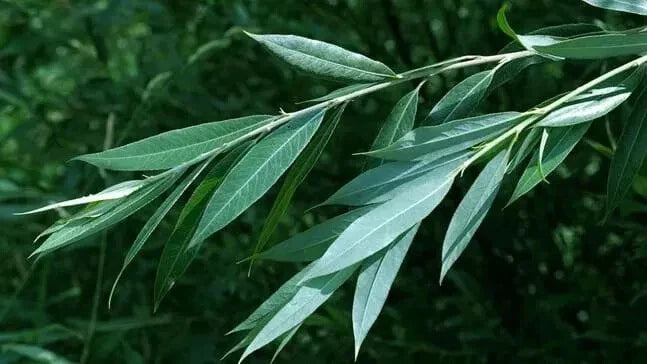 White Willow Tree Cuttings, 5+ Cuttings, Salix Alba, Medicinal Herb, Aspirin Plant, Natural Pain Relief