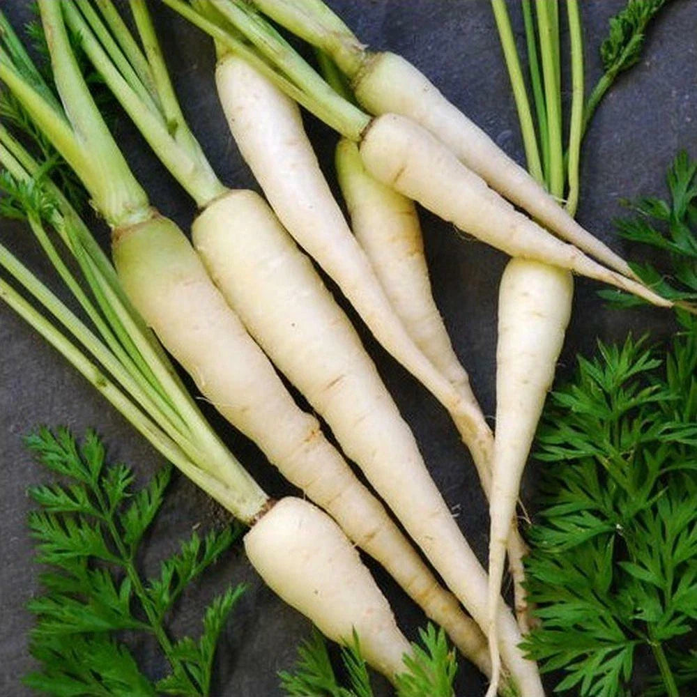Lunar White Carrots Seeds - 300 Count, Coreless, Rare Variety, Daucus carota - Bulk, Tastiest Wholesale Option