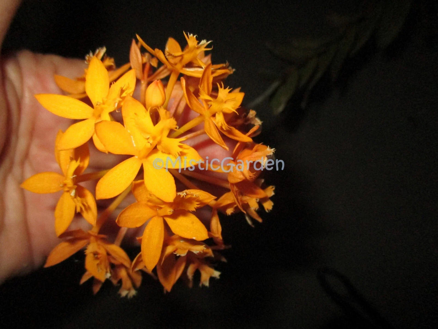 Epidendrum Orchid Cuttings - Dark Yellow 2 Cuttings - Exotic Indoor Plant - Perfect for Gardening and Floral Arrangements