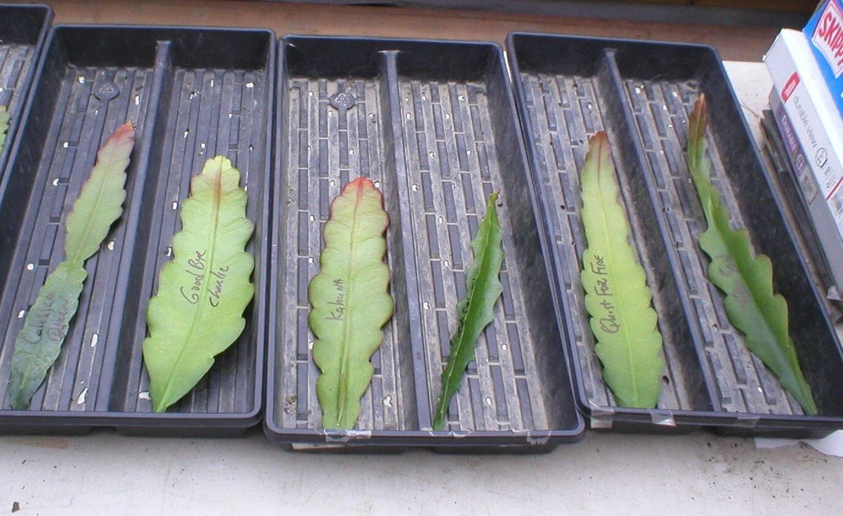 Epiphyllum Cutting - Summer of 84 Orchid Cactus - Don's Cuttings - Succulent Plant - Unique Indoor Houseplant